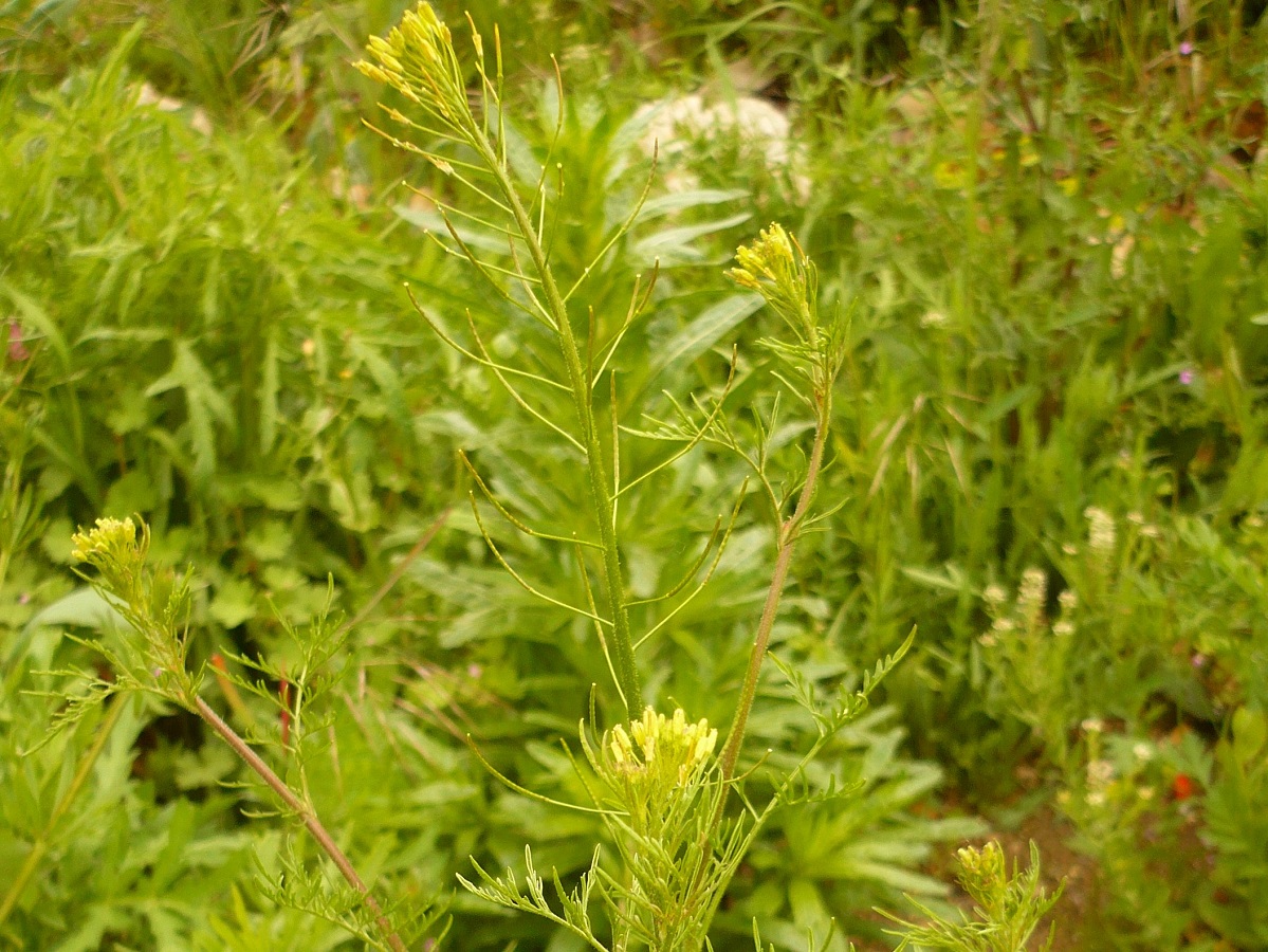Descurainia sophia (Brassicaceae)